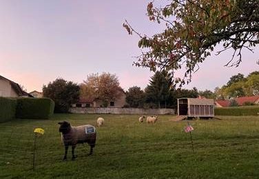Les moutons sont de retour !