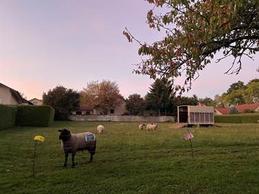 Les moutons sont de retour !